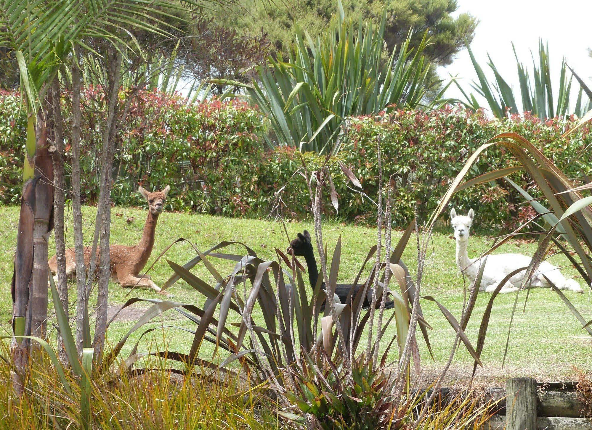 Morepork Riverside Lodge Paihia Exteriér fotografie