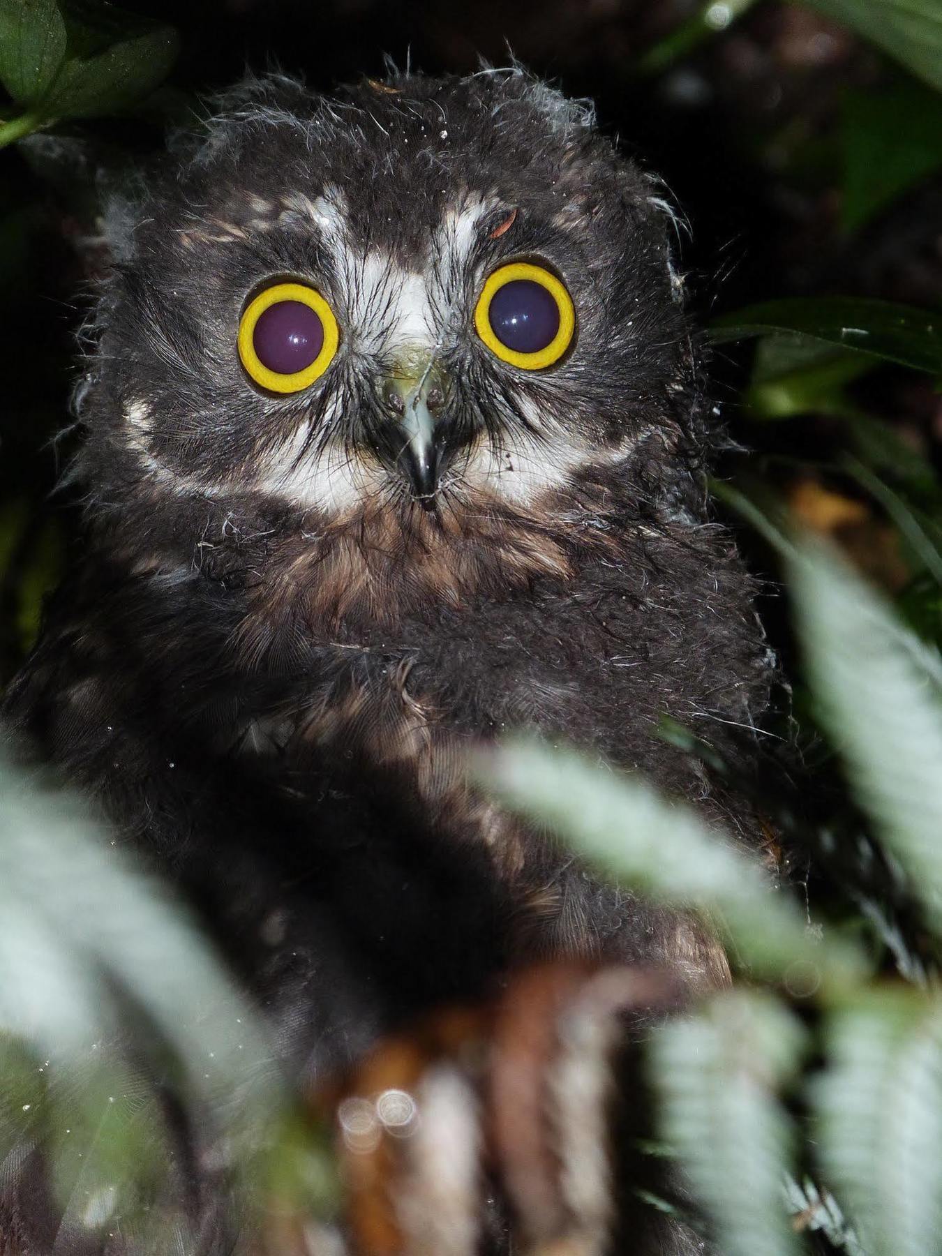 Morepork Riverside Lodge Paihia Exteriér fotografie