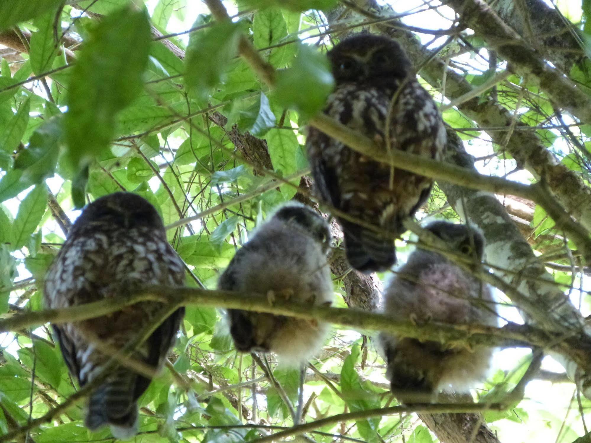 Morepork Riverside Lodge Paihia Exteriér fotografie