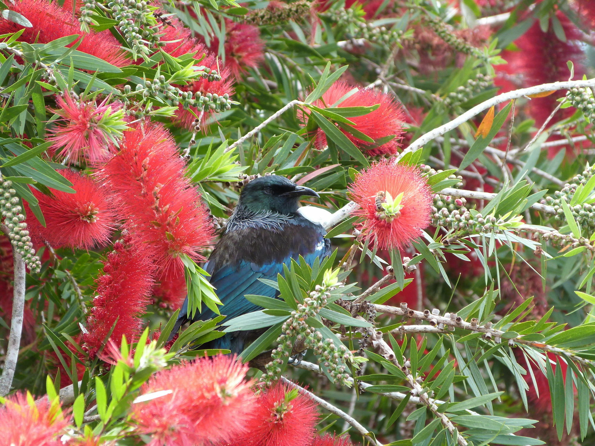 Morepork Riverside Lodge Paihia Exteriér fotografie